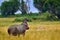 Uganda wildlife, Hippo with open mouth muzzle with toouth, danger animal in the water. Detail portrait of hippo head.