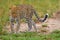 Uganda wildlife. Leopard, Panthera pardus shortidgei, hidden head portrait in the nice orange grass, big wild cat in the nature