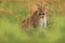 Uganda wildlife. Leopard, Panthera pardus shortidgei, hidden head portrait in the nice orange grass, big wild cat in the nature