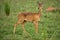 Ugandan antelope looking around in Murchison Falls NP, Uganda