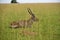 Ugandan bushback antelope looking around in Murchison Falls NP, Uganda