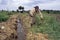 Ugandan farm laborer working on farmland