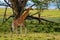 Ugandan giraffe browses in savannah