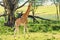 Ugandan giraffe browses in savannah