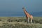 Ugandan giraffe ( Giraffa camelopardalis rothschildi )