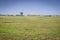 Ugandan kob Kobus kob thomasi fighting and grazing on a green arid bush veld plain, Uganda