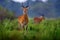 Ugandan kob, Kobus kob thomasi, rainy day in the savannah. Kob antelope in the green vegetation during the rain, Queen Elizabeth