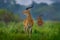 Ugandan kob, Kobus kob thomasi, rainy day in the savannah. Kob antelope in the green vegetation during the rain, Queen Elizabeth