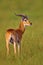 Ugandan kob, Kobus kob thomasi, rainy day in the savannah. Kob antelope in the green vegetation during the rain, Queen Elizabeth