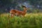 Ugandan kob, Kobus kob thomasi, rainy day in the savannah. Kob antelope in the green vegetation during the rain, Queen Elizabeth