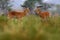 Ugandan kob, Kobus kob thomasi, rainy day in the savannah. Kob antelope in the green vegetation during the rain, Queen Elizabeth