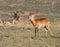 Ugandan Kob Male Antelope on the Savanna