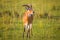 An Ugandan kob in Murchison Falls National Park