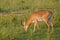 An Ugandan kob in Murchison Falls National Park