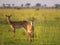 Ugandan kobs in Murchison Falls National Park