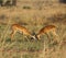 Ugandan Kobs Sparring on the Savanna