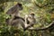 Ugandan red colobus, piliocolobus tephrosceles, ashy red colobus