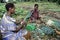 Ugandan women working of food production