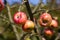 Ugly apples growing on a tree