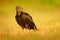 Ugly black bird Black Vulture, Coragyps atratus, sitting in the green grass, Pantanal, Brazil.