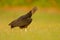 Ugly black bird Black Vulture, Coragyps atratus, sitting in the green grass, Pantanal, Brazil