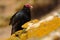 Ugly black bird Turkey vulture, Cathartes aura, sittin on yellow moss stone, Falkland Isllands