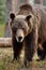 Ugly brown bear portrait. Bear portrait in forest