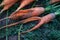 Ugly carrots against  background of garden bed, vegetable diseases, mutation, pest damage