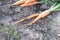 Ugly carrots against  background of  garden bed, vegetable diseases, pest damage