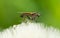 Ugly fly sitting on an hawkbit