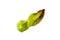 Ugly funny green bell pepper isolated on a ball background