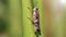 ugly locust climbing on a blade of grass. photo macro of this small insect with long antennas and strong legs