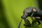 Ugly long horn bug on a leaf