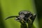 Ugly long horn bug on a leaf