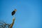 Ugly Marabou stork bird during sunset in South Africa Thanda Game reserve Kwazulu Natal