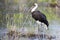 Ugly Marabou stork hunting frogs in a shallow pond