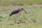 Ugly Marabou stork looking for food to eat on short grass