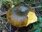 Ugly Milk-cap Lactarius turpis mushroom in the autumn forest.