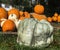 Ugly misshapen white pumpkin at outdoor market