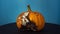 An ugly orange pumpkin with mold turns on a blue background.