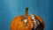 An ugly orange pumpkin with mold turns on a blue background.