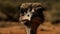 Ugly ostrich stares at camera with curious, hairy vulture nearby generated by AI