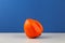 Ugly persimmon on blue background with copy space. Intergrown double fruit