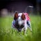 Ugly peruvian hairless and chihuahua mix dog on grass