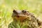 Ugly portrait of common brown toad