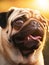 Ugly Pug closeup dog portrait