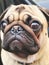 Ugly Pug closeup dog portrait