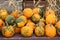Ugly pumpkins in the color of bright orange and heavy green bumps for sale at outdoor market