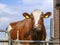 Ugly red ruminating cow behind a metal fence with a stupid expression on her face.