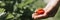 Ugly ripe strawberry in a child`s hand on organic strawberry farm, people picking strawberries in summer season, harvest berries.